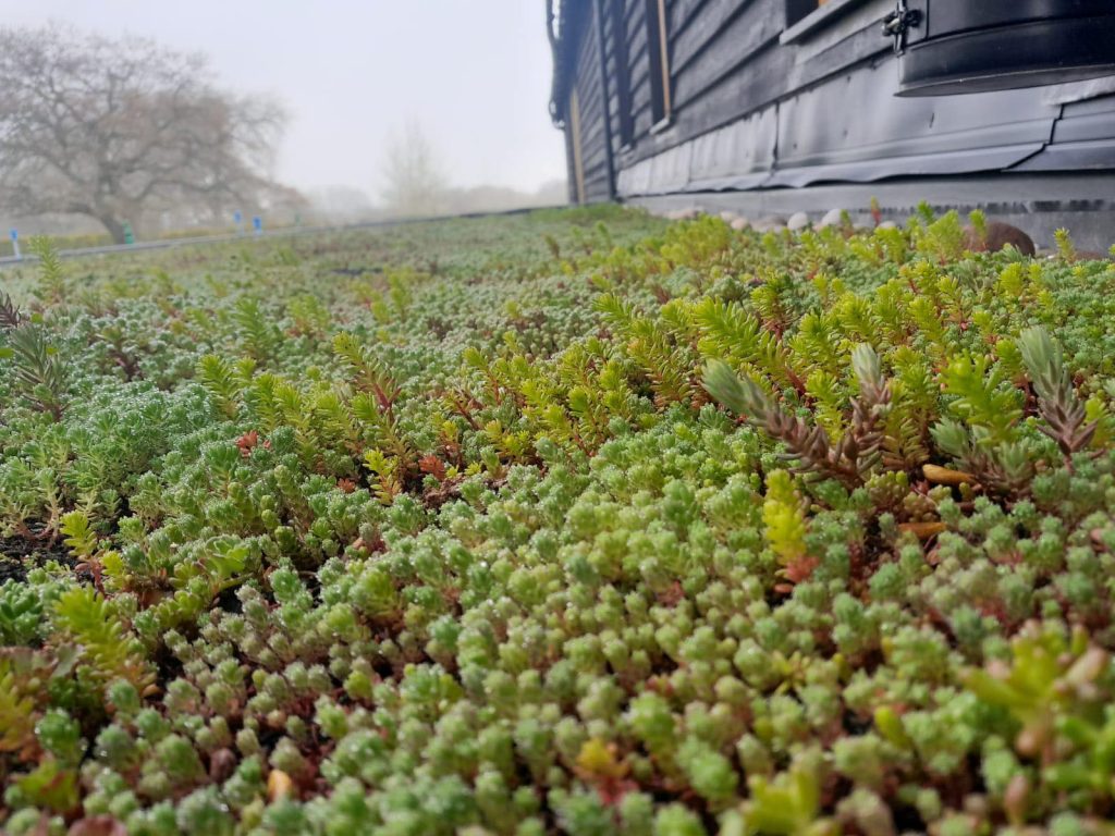 living roof system